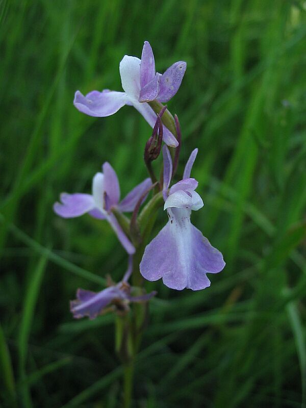 Orchis palustris